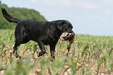 LABRADOR 435